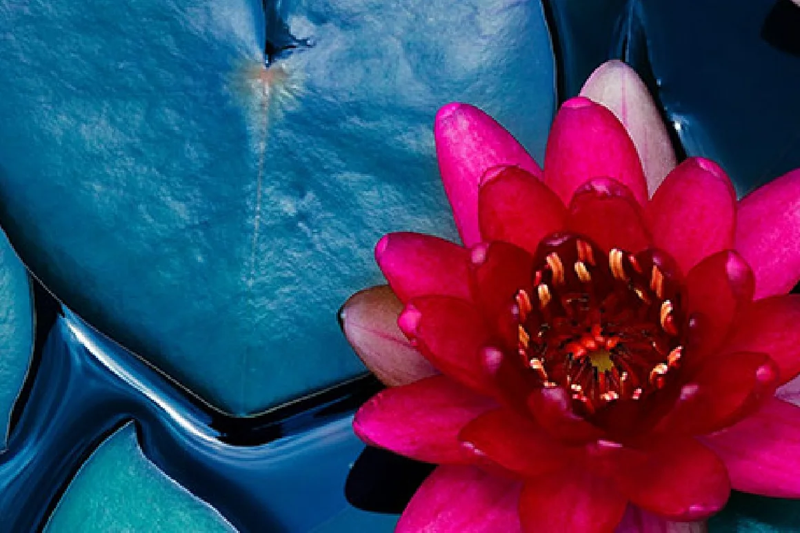 Rote Seerose auf Wasser